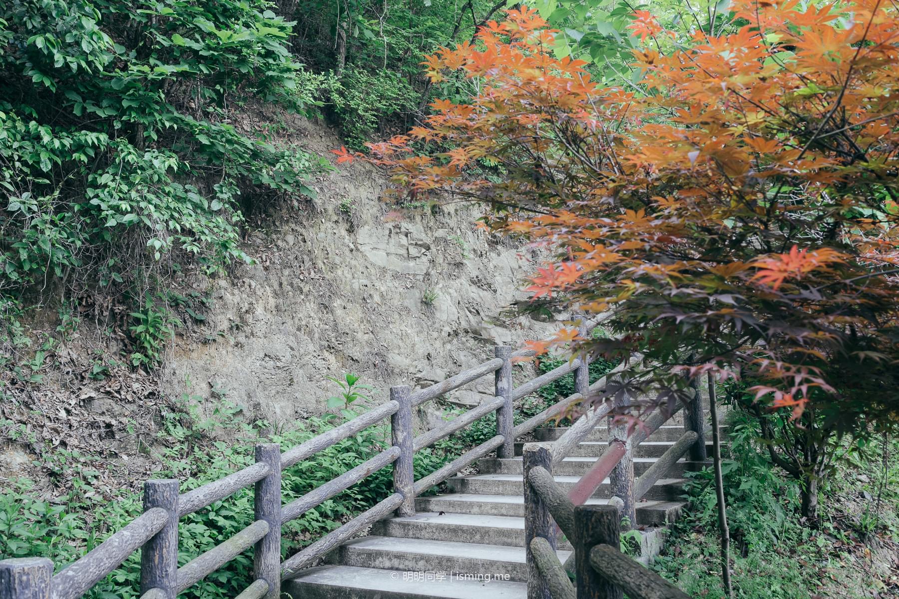 落羽杉观景台的上山台阶